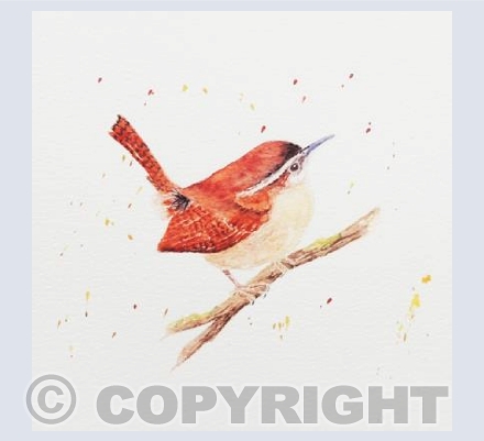 Jenny Wren