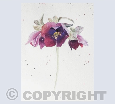 Hellebore