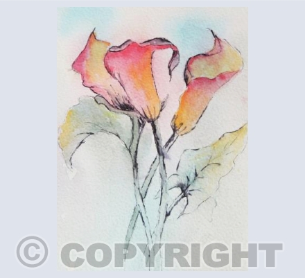 Lillies