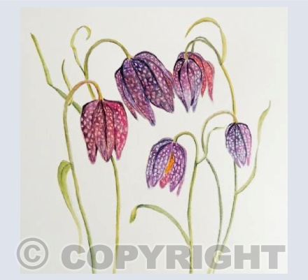 Fritillaries