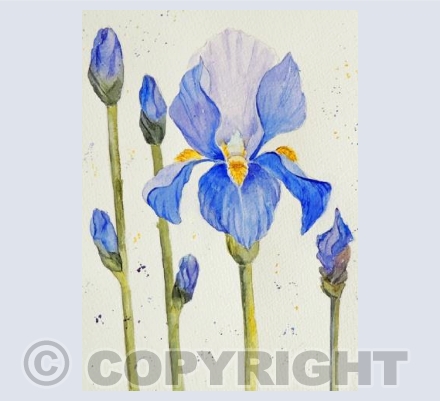 Irises