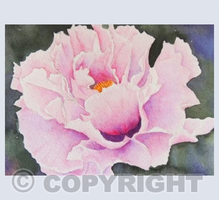 Perfect Peony