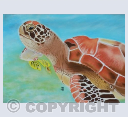 Green Sea Turtle