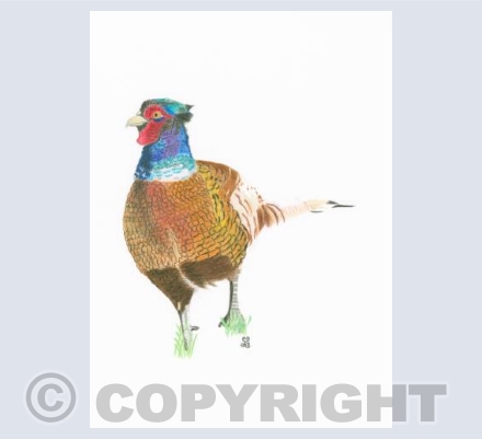 The Flamboyant Pheasant