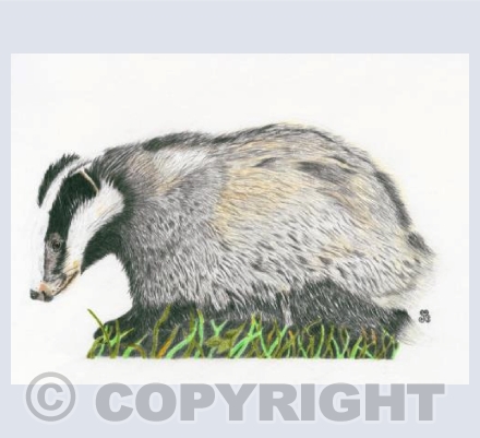 The Indomitable Badger