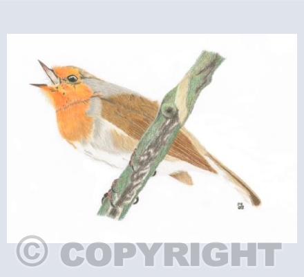 The Jubilant Robin