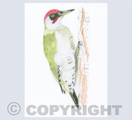 The Triumphant Green Woodpecker