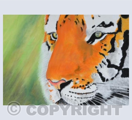 The Sumatran Tiger