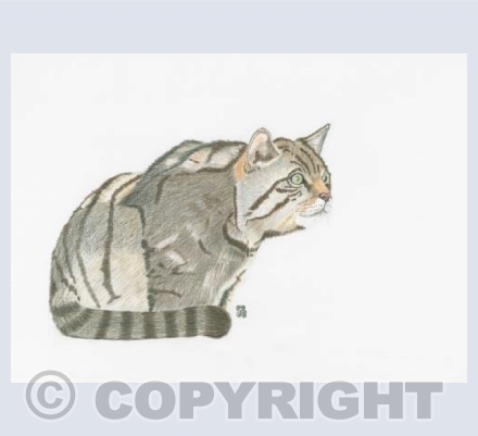 The Highland Tiger