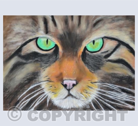 Eyes That Say It All...