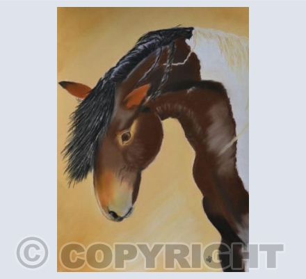 Wild Mustang
