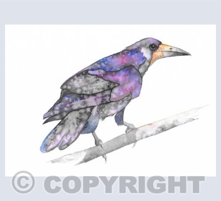 Rook