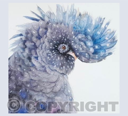 Black Cockatoo