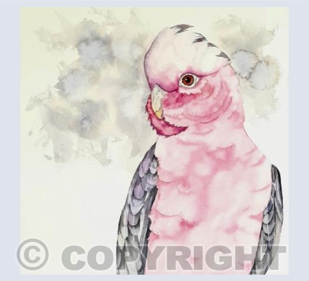Galah Cockatoo