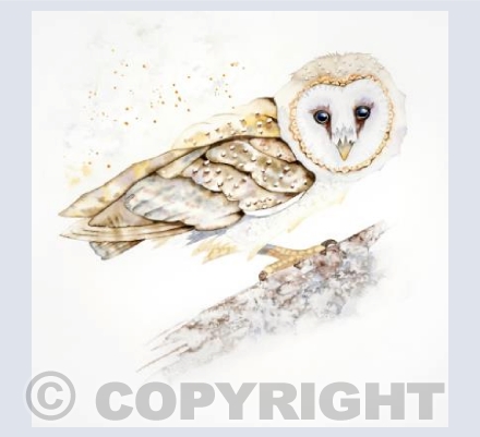 Barn Owl