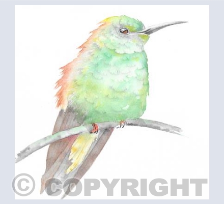The little Hummingbird