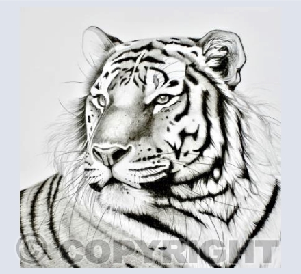 Tiger Portrait