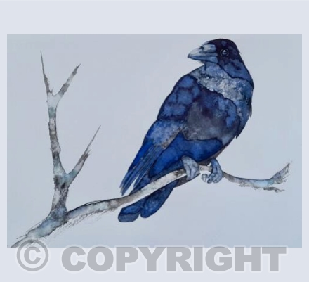 Blue Raven