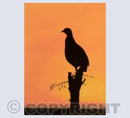 Moonlit Spurfowl
