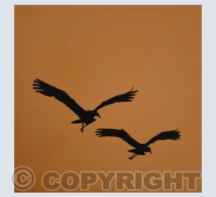 Back to the Heronry