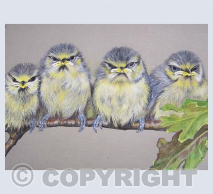 Grumpy Blue Tits