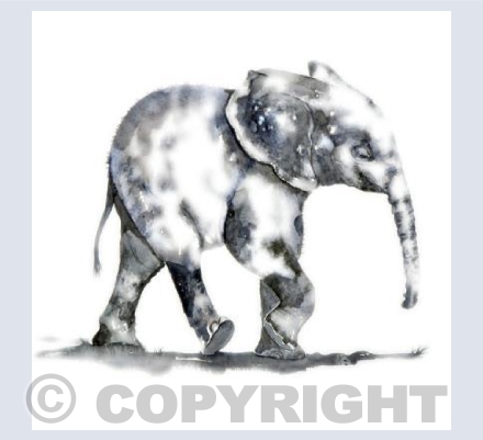Baby Elephant