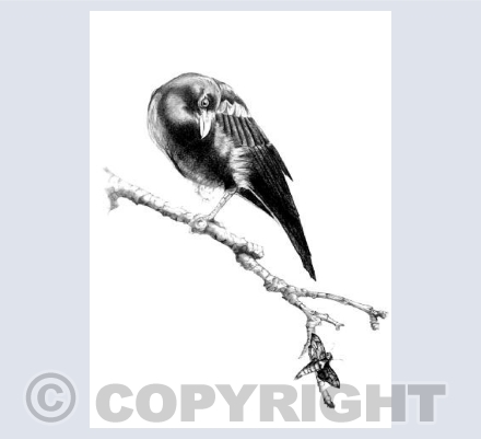 Crow and Moth