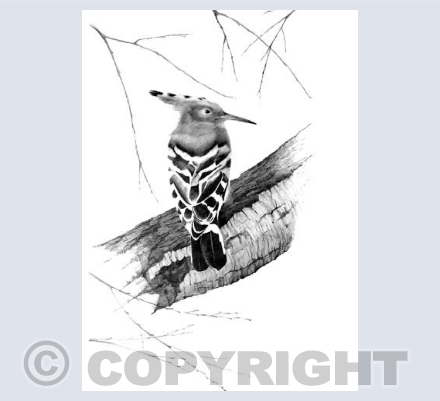 Hoopoe