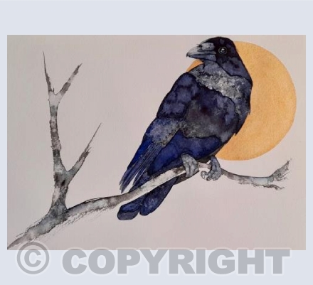 sunset Raven