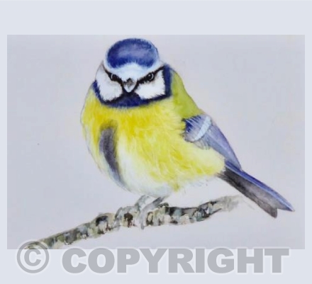 Blue Tit
