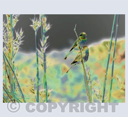 Little Bee-eaters/contemporary
