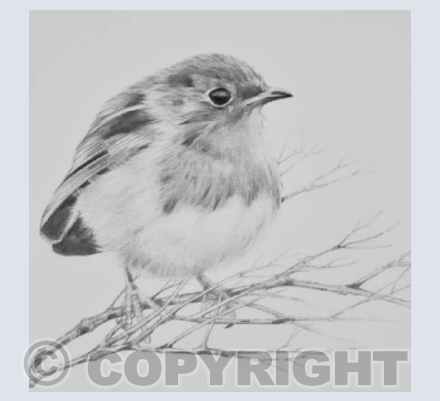 Robin waits or spring