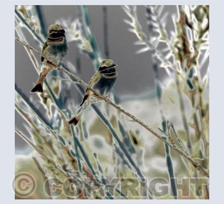 Little Bee-eaters