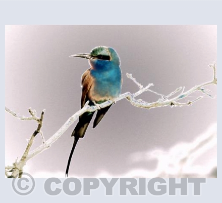 Bee-eater