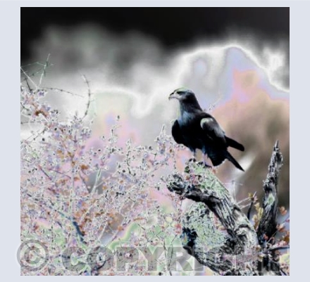 Verreaux's Eagle
