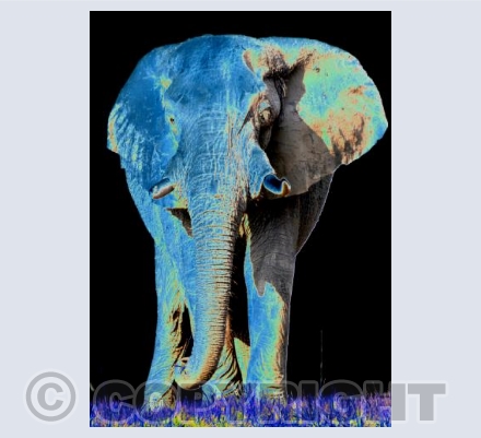 Blue Elephant