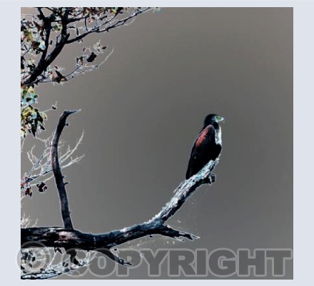 Fish Eagle
