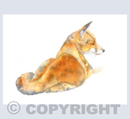 The Red Fox