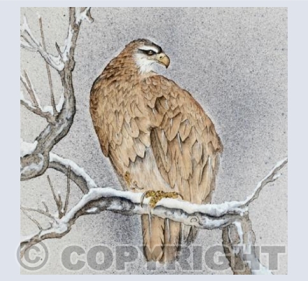 The Eagles snowy perch