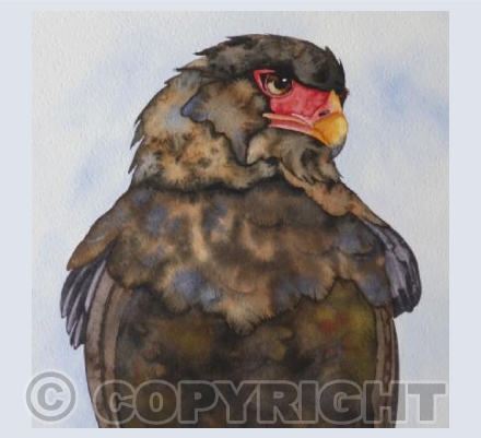 Bateleur Eagle Portrait