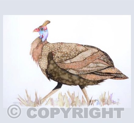 The Cheerful Guineafowl
