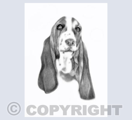 Doug - the basset hound