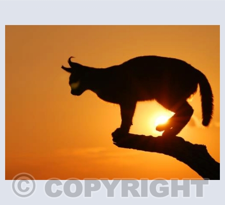 Caracal