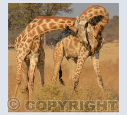 sparring Giraffes