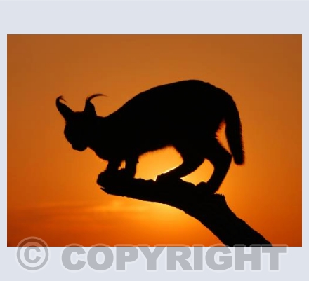 Caracal at sunset