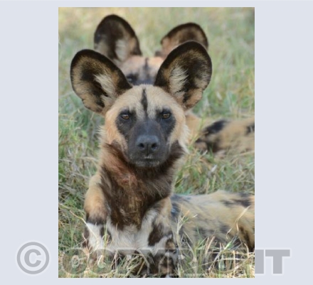 Painted Dogs