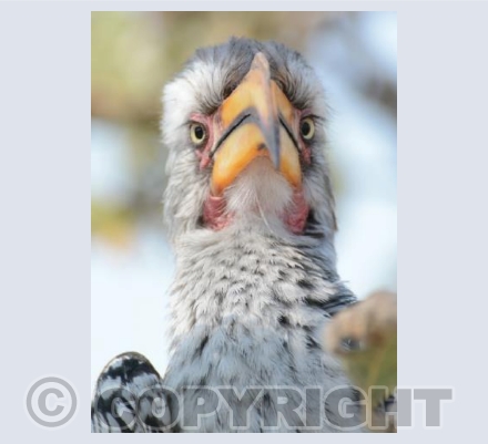 Yellow-billed Hornbill