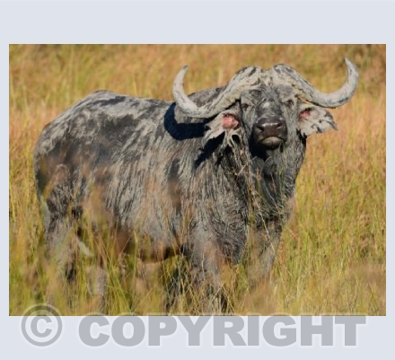 Buffalo