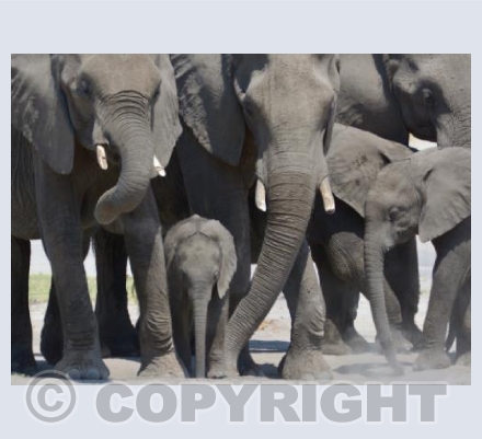 Protection of the herd