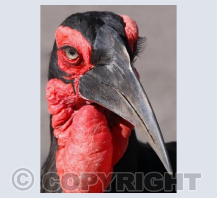 Ground Horn-bill
